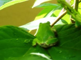 2個セット 鋳鉄製 素朴な蛙デザイン 壁ハンガー シーライフメタル 壁フック 2個セット 鋳鉄製 素朴な蛙デザイン 壁ハンガー シーライフ